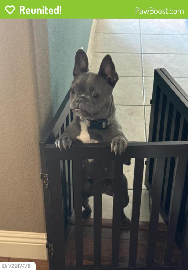 Reunited Female Dog last seen Pecos Legacy Park, Henderson, NV 89074
