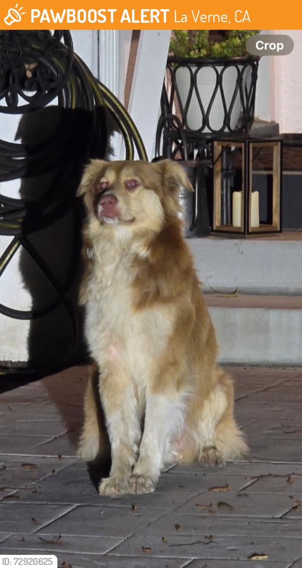 Found/Stray Unknown Dog last seen Kuns Park, La Verne, CA 91750