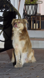 Found/Stray Unknown Dog last seen Kuns Park, La Verne, CA 91750