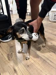 Reunited Male Dog last seen Near block of Briarcliff , Monrovia, CA 91016
