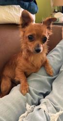 Lost Female Dog last seen W. Ansley st and Commercial Ave., San Antonio, TX 78221