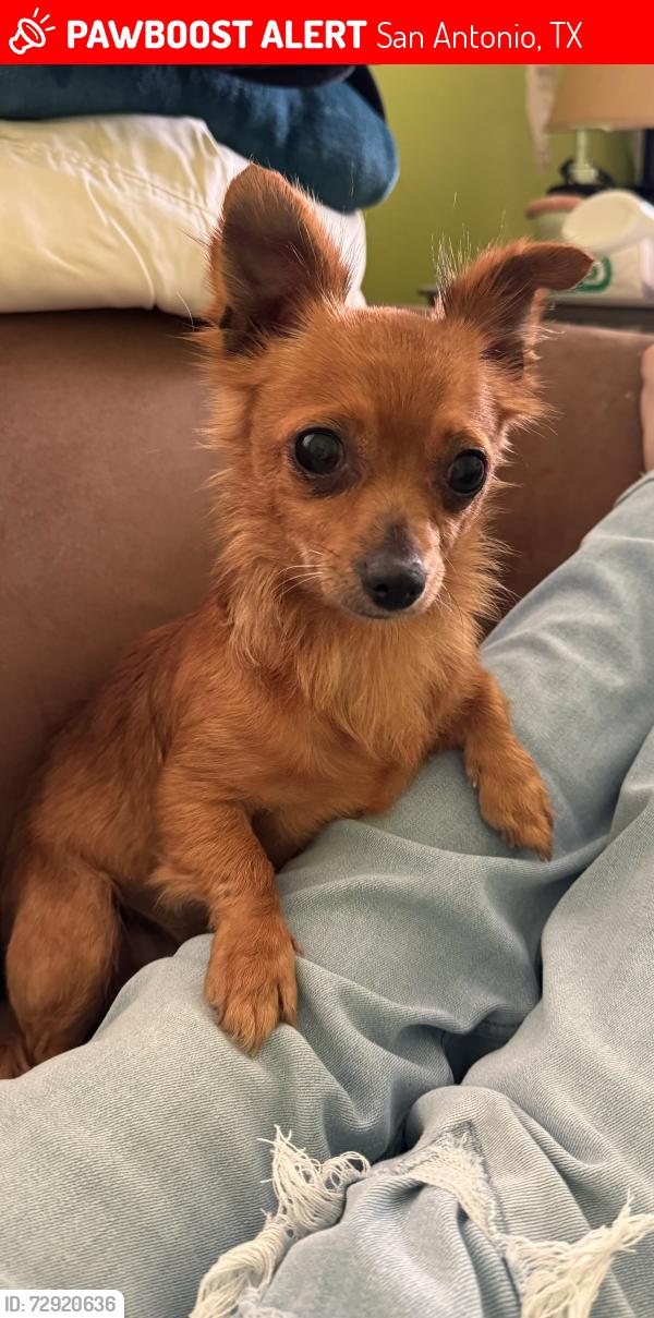 Lost Female Dog last seen W. Ansley st and Commercial Ave., San Antonio, TX 78221