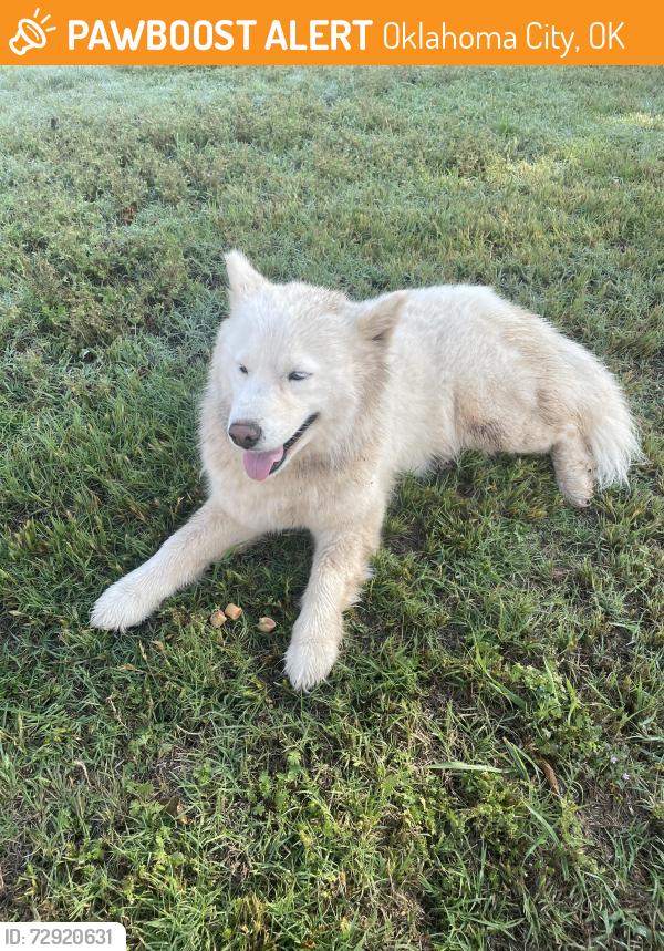 Found/Stray Female Dog last seen S Byers and 49th , Oklahoma City, OK 73129