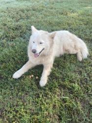 Found/Stray Female Dog last seen S Byers and 49th , Oklahoma City, OK 73129