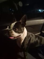 Reunited Male Dog last seen Zanbrana and salerno, Palm Bay, FL 32909