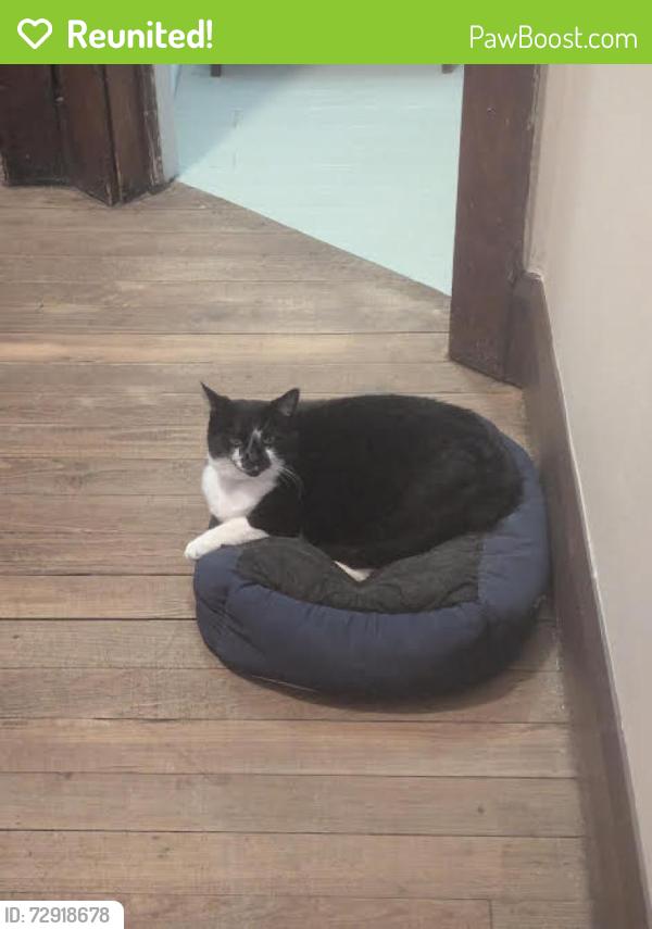 Reunited Female Cat last seen Near Burr St and Oak, Jackson, MI 49201