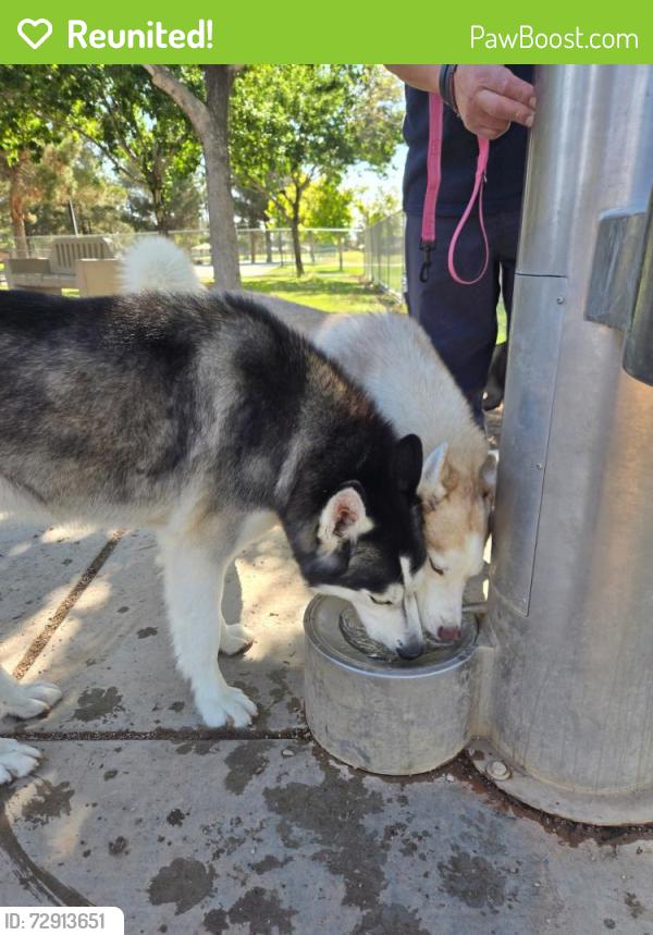 Reunited Unknown Dog last seen Seastrand Park, North Las Vegas, NV 89031
