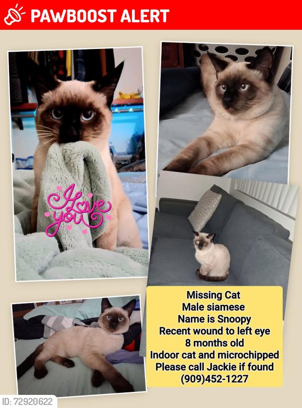 Lost Male Cat last seen Etiwanda ave between Arrow & Foothill at Victoria Woods apts, Rancho Cucamonga, CA 91739