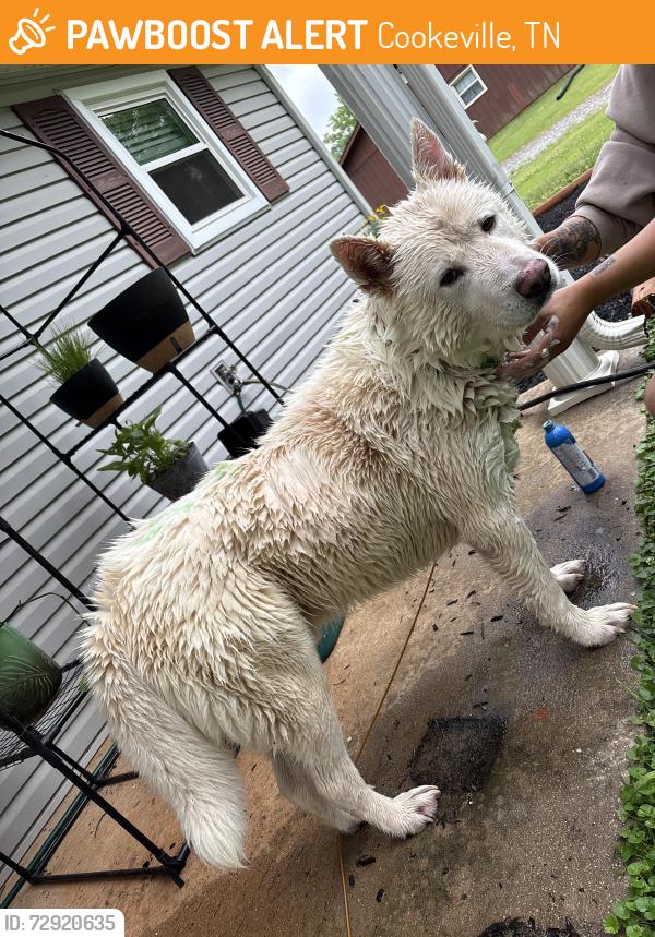 Found/Stray Male Dog last seen Shenandoah community , Cookeville, TN 38506