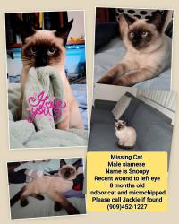 Lost Male Cat last seen Etiwanda ave between Arrow & Foothill at Victoria Woods apts, Rancho Cucamonga, CA 91739
