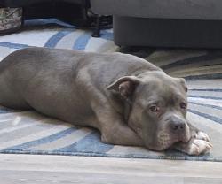 Reunited Male Dog last seen Mill Creek, Culpepper Landing, Chesapeake, VA 23323