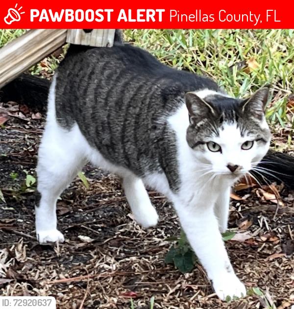 Lost Female Cat last seen 110th Ter largo FL 33774, Pinellas County, FL 33774