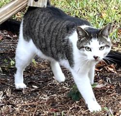 Lost Female Cat last seen 110th Ter largo FL 33774, Pinellas County, FL 33774