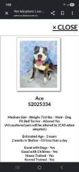 Lost Male Dog last seen Rodenburg ave before the tracks , Biloxi, MS 39531
