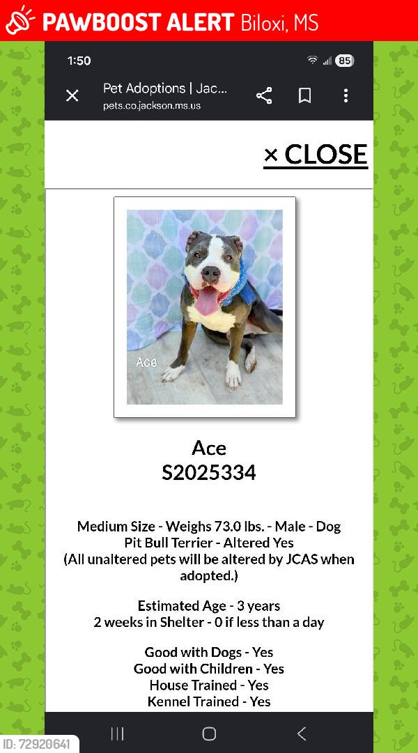 Lost Male Dog last seen Rodenburg ave before the tracks , Biloxi, MS 39531