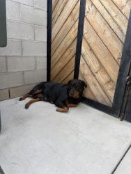 Found/Stray Female Dog last seen San Lauren Park, Bakersfield, CA 93308