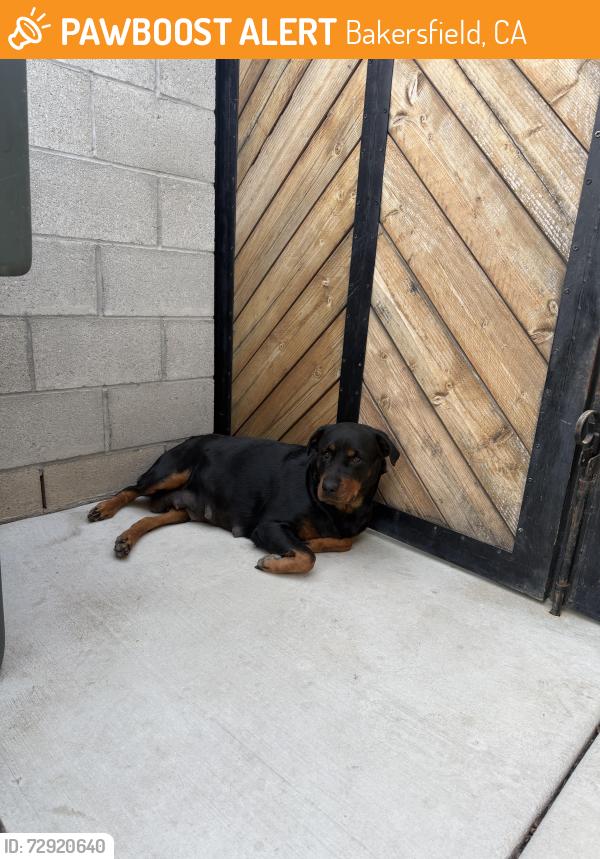Found/Stray Female Dog last seen San Lauren Park, Bakersfield, CA 93308
