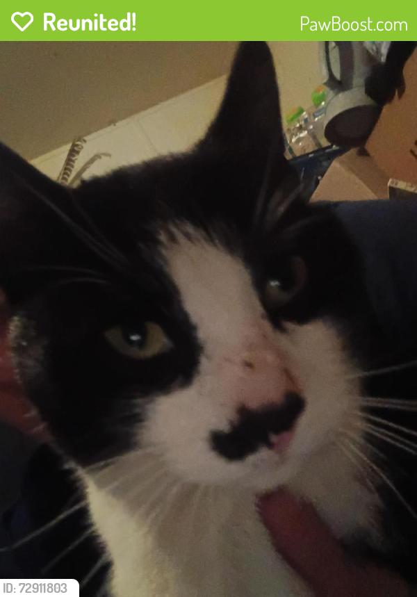 Reunited Male Cat last seen Stewart and industrial st, Flint, MI 48505