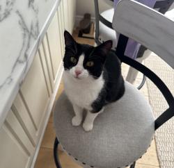 Reunited Female Cat last seen Craighurst, Barrie, ON L4M 4Y8