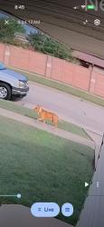 Found/Stray Unknown Dog last seen Ledgestone Drive, Killeen, TX 76549