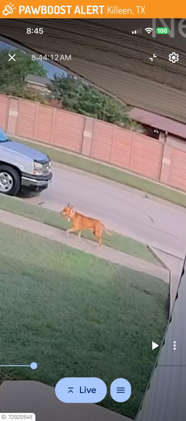 Found/Stray Unknown Dog last seen Ledgestone Drive, Killeen, TX 76549
