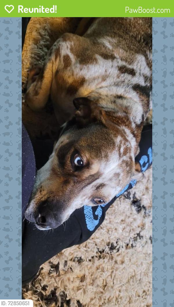 Reunited Male Dog last seen S Crook, Cresson, TX 76035, USA, Cresson, TX 76035