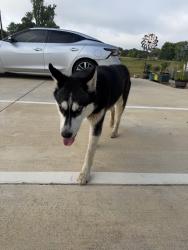 Reunited Unknown Dog last seen Hwy 64, cr 1147 , Tyler, TX 75704