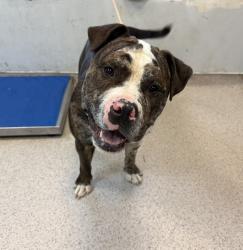 Shelter Stray Male Dog last seen Near Buhre Avenue, BRONX, NY, 10461, New York, NY 10029