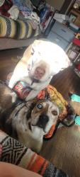 Reunited Male Dog last seen S Crook, Cresson, TX 76035, USA, Cresson, TX 76035