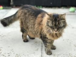 Reunited Female Cat last seen Blurton road , Stoke-on-Trent, England ST3 2DQ