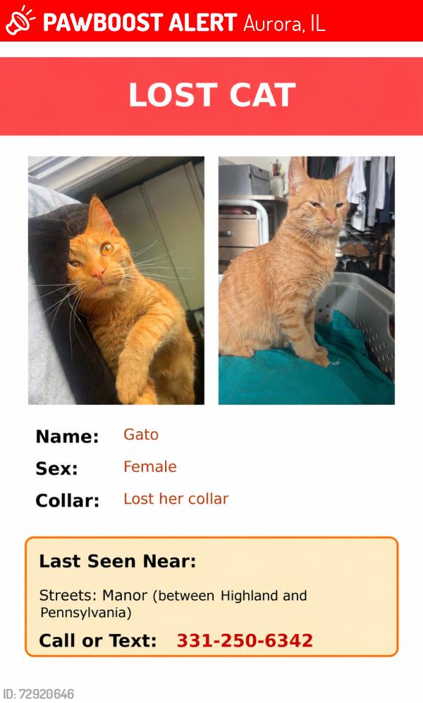 Lost Female Cat last seen Highland, Hammond, Manor Pl, Aurora, IL 60506