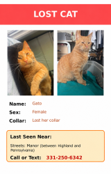 Lost Female Cat last seen Highland, Hammond, Manor Pl, Aurora, IL 60506