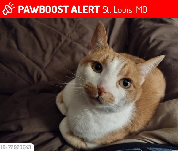 Lost Female Cat last seen Botanical garden, St. Louis, MO 63110