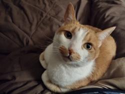 Lost Female Cat last seen Botanical garden, St. Louis, MO 63110