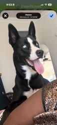 Reunited Female Dog last seen Orcutt ave, Newport News, VA 23605