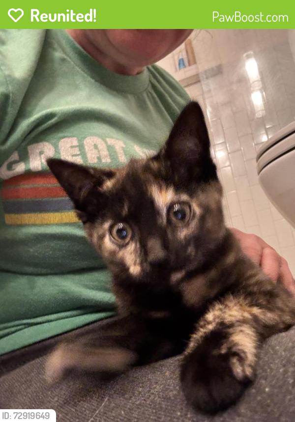 Reunited Female Cat last seen LeConte and Sandy Springs, Maryville, TN 37803