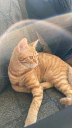 Lost Male Cat last seen Yadkinville and Chickasha, Lewisville, NC 27040