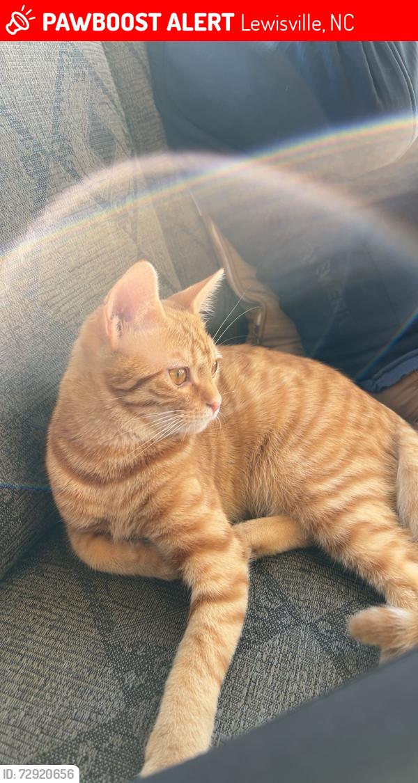 Lost Male Cat last seen Yadkinville and Chickasha, Lewisville, NC 27040