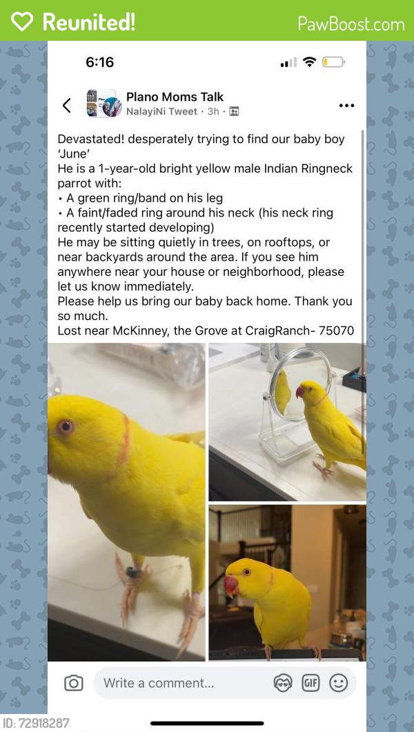 Reunited Male Bird last seen Near W University Dr, McKinney, TX 75071, USA, McKinney, TX 75071