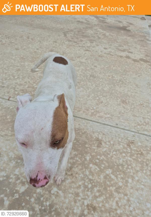 Found/Stray Male Dog last seen Whisperfalls 78252, San Antonio, TX 78245