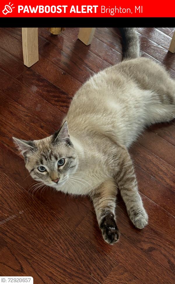 Lost Male Cat last seen shepherd of the lakes church hyne/hacker, Brighton, MI 48114