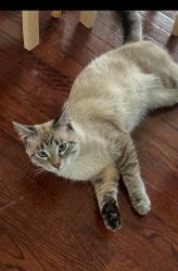 Lost Male Cat last seen shepherd of the lakes church hyne/hacker, Brighton, MI 48114