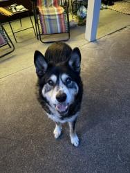 Found/Stray Male Dog last seen Leffelle Street SE, Salem, OR 97302