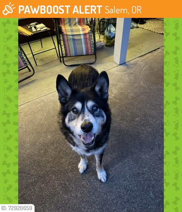 Found/Stray Male Dog last seen Leffelle Street SE, Salem, OR 97302