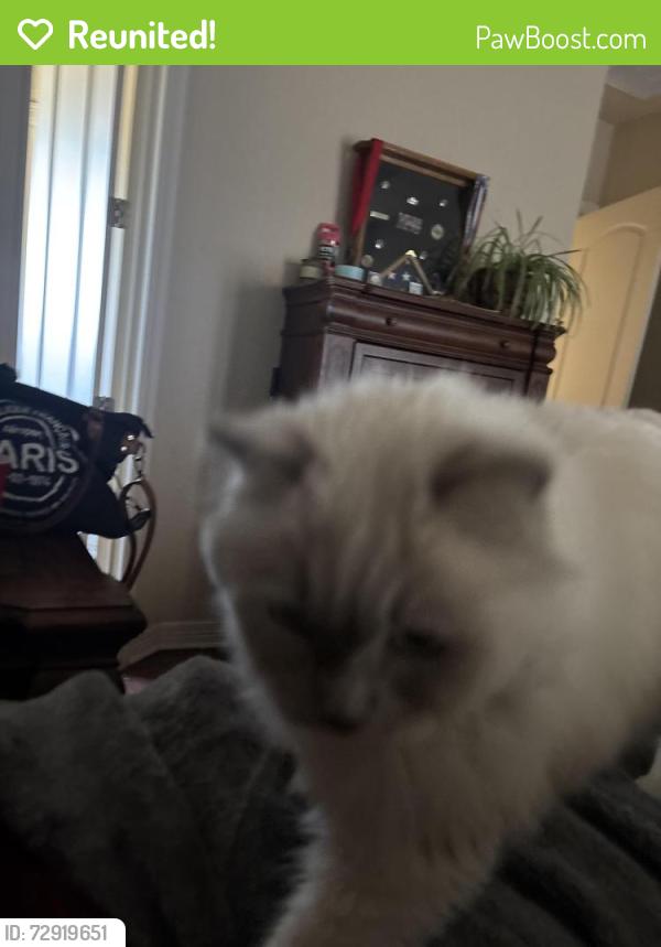 Reunited Female Cat last seen Near Kendall jackson, Comfort, TX 78013