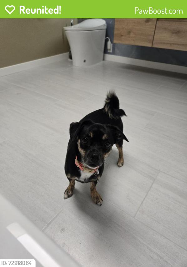 Reunited Female Dog last seen Near Pheasant Way, West Grove, PA 96744, West Grove, PA 19390