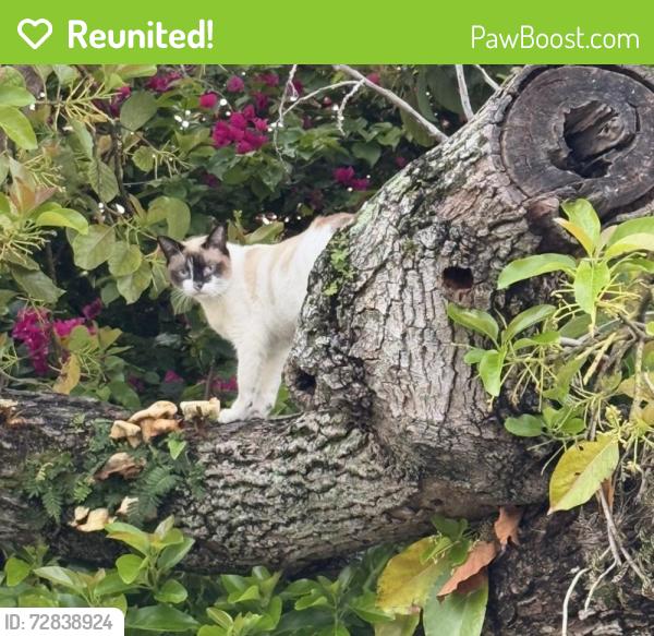 Reunited Female Cat last seen Miami 33126, Doral, FL 33126