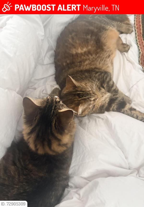Lost Female Cat last seen S Briarcliff, N Heritage, Montvale Rd, Maryville, TN 37803