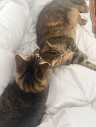 Lost Female Cat last seen S Briarcliff, N Heritage, Montvale Rd, Maryville, TN 37803