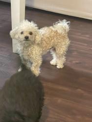 Lost Male Dog last seen Cherry and artesia , Long Beach, CA 90805